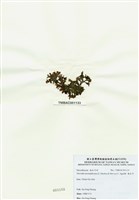 藏品(海木耳)的圖片